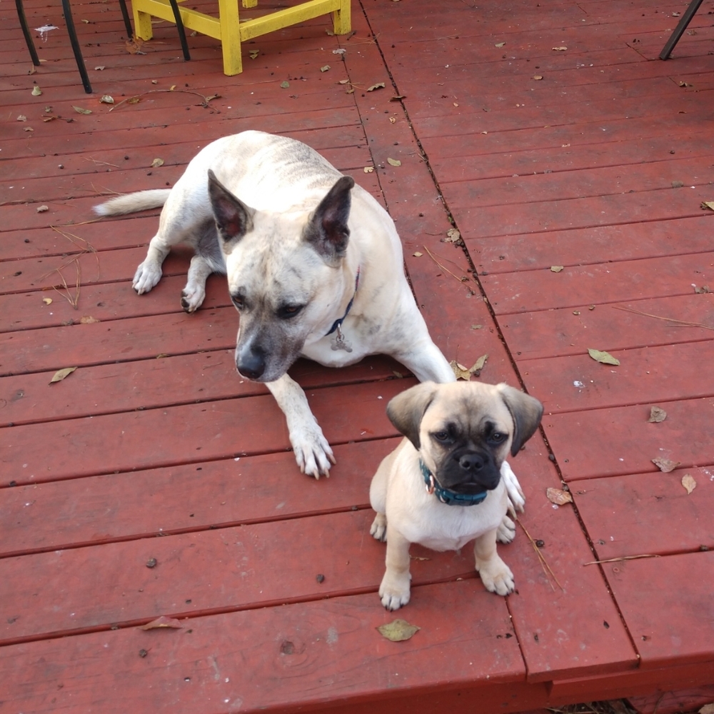 Our Fur Babies!